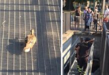 Salvataggio anatra ferita In Darsena