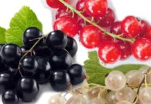 Ribes nero: proprietà, storia e ricetta della marmellata RIBES nero