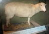 La carne clonata di Dolly: Scozia - pecora clonata, nata il 22 febbraio 1997