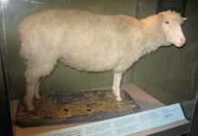 Carne clonata: l’Inghiterra dice sì La carne clonata di Dolly: Scozia - pecora clonata, nata il 22 febbraio 1997