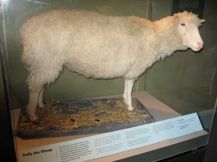 La carne clonata di Dolly: - pecora clonata, nata in Scozia il 22 febbraio 1997 La carne clonata di Dolly: Scozia - pecora clonata, nata il 22 febbraio 1997