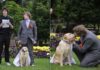 NESSUNO AMA IL PROPRIO CANE… COME IL GIOVANE JOSEPH GUISO Images Public Dps News Matrimonioconcane250x 737160