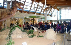 Images Public Dps News Dinosauribambini230x 928475 Images Public Dps News Dinosauribambini230x 928475