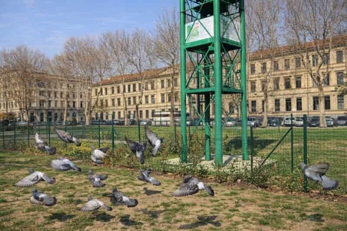 Torre Livia 100, una casa per i piccioni a Milano