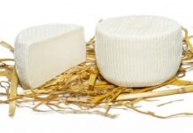 Campania, sapori tipici: la Cacioricotta Cacioricotta Del Cilento