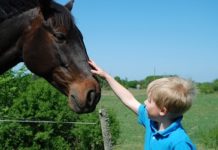 Images Public Dps News Childandhorse300x 218727
