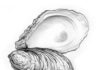 Images Public Dps News Ostrica 12612