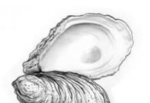 Images Public Dps News Ostrica 12612