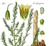 Gli “ Asparagi” in tavola con i nostri consigli ASPARAGI.10