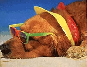 Spiaggia Per Cani Spiaggia per cani