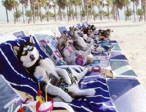 cani in spiaggia