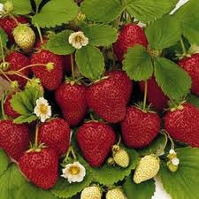 FRAGOLA.1