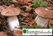Ritorna Fungolandia: Appuntamento in Val Brembana col Fungo e il suo mondo! Images Public Dps News Locatelli Brunogemelli Nel Faggio 250206