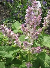 Salvia Sclarea Salvia _Sclarea