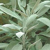 Salvia _Sclarea_1