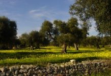 Puglia e la sua grande produzione olearia nel Salento ULIVETO
