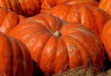 Il mese della zucca i suoi segreti, il sapore da riscoprire ZUCCA