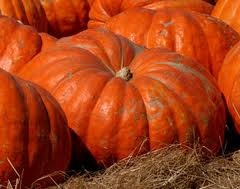 Zucca ZUCCA