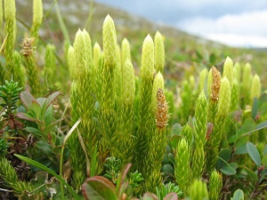 Lycopodium Clavatum