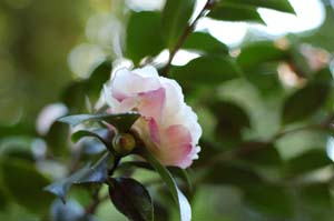 Autunno a Merano (BZ) - Camelia in Fiore 