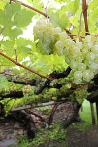 sissi4 Particolare Vite Versoaln