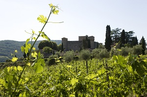 CASTELLO MELETO VISTO DAI VIGNETI