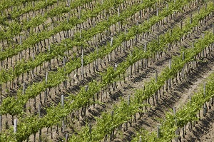 VIGNETO CASTELLO MELETO