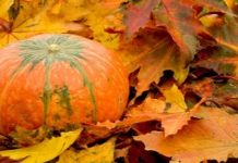 Piacenza. Navigazione di gusto tra sapori Piacentini e note Verdiane zucca