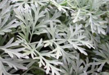 L’ASSENZIO UNA “VERDE FATA” ASSENZIO