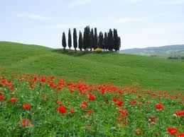 Cipressi San Quirico dOrcia