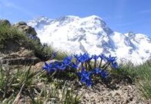 Gentiana dal dolce all’amaro che fa bene GENZIANA