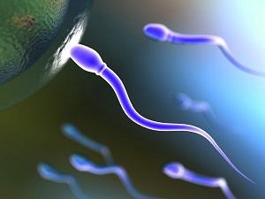 spermatozoi spermatozoi