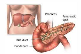 Pancreas PANCREAS