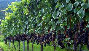 Vigneto PN