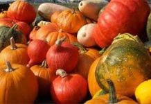 La zucca tutto il sapore d’autunno la zucca da scoprire Images Public Dps News Zucca 292778