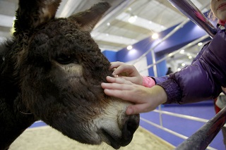 Fieracavalli2014 FotoEnnevi MG 2177