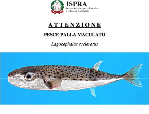 Pesce Palla Velenoso 1 pesce palla velenoso 1