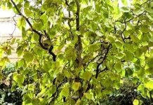 Corylus Contorta r