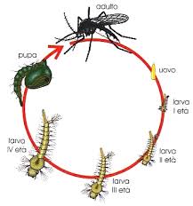 ZANZARE CICLO