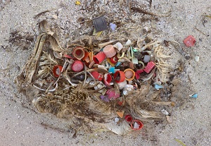 uccelli plastica stomaco 2