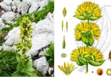 gentiana lutea