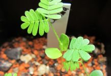 MIMOSA HOSTILIS O TENUIFLORA
