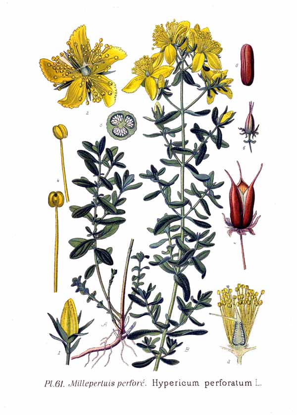 61 Hypericum perforatum L