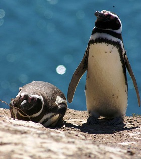 I pinguini di Punta Tombo I pimguini di Punta Tombo