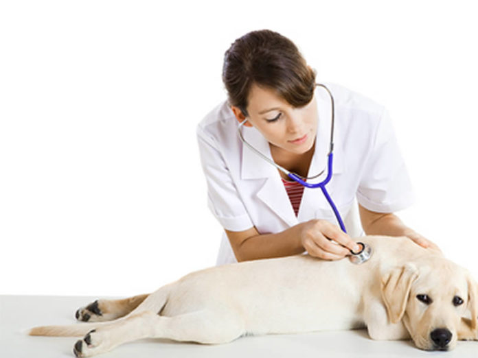 Veterinario veterinario