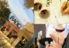 BARI. Inizia il conto alla rovescia per Radici del Sud 2016 radici del sud