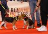 A settembre a Napoli c’è QuattroZampeinFiera, cani, gatti e padroni tutti insieme felicemente cani