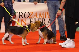 Cani cani