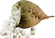 COPROB: L’UNICA PRODUZIONE DI ZUCCHERO 100% ITALIANO bietola-con-zucchero coprob