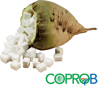 Bietola Con Zucchero Coprob bietola-con-zucchero coprob